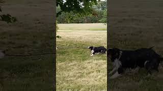 MASSIVE GREAT DANE TUG OF WAR WITH BORDER COLLIE #funny #dog