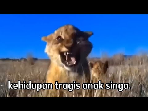 Tragis‼️Perjuangan bayi singa dikejar mangsa.‼️ dunia binatang. no copyright video.