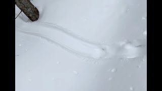 Mystery Animal Tracks #3