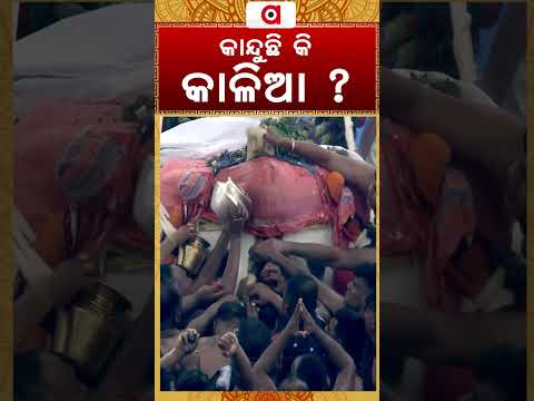 କାନ୍ଦୁଛି କି କାଳିଆ ? | Does Lord Jagannath Cry for His Devotees? | Emotional Moments | Argus News