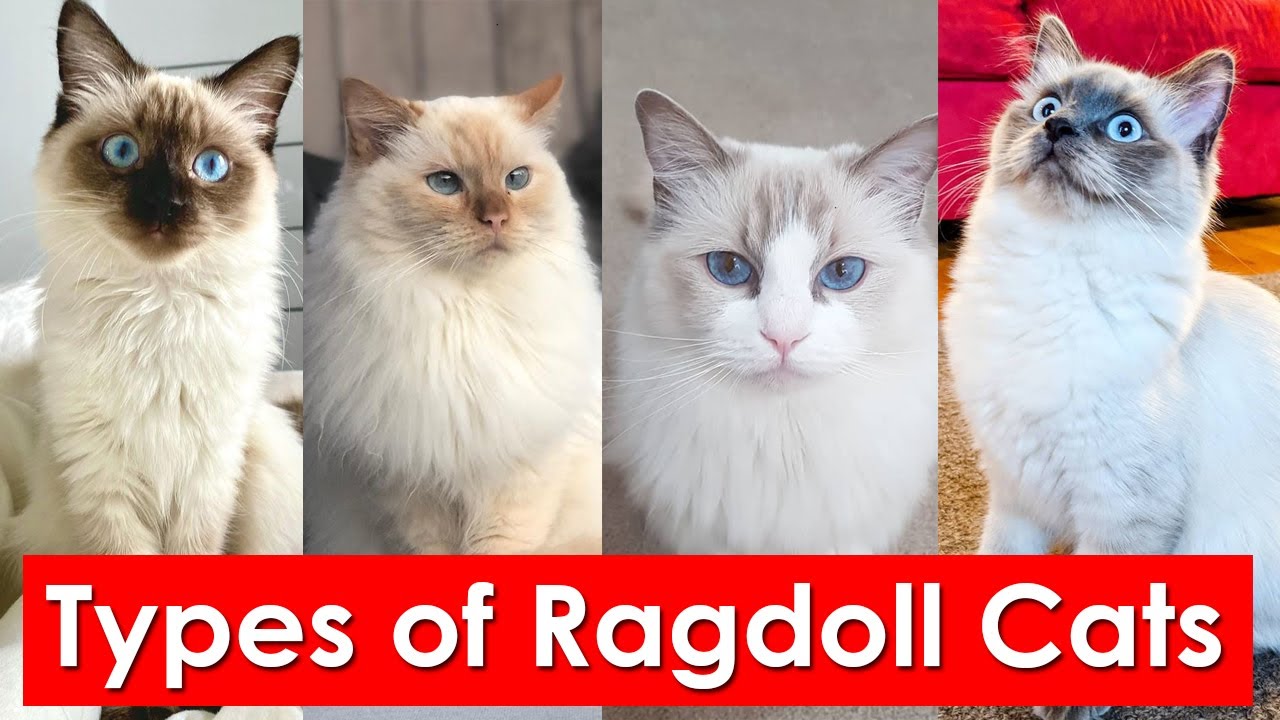 Types of Ragdoll Cats Coat Patterns You'll Love - YouTube