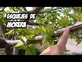 How to Make Mulberry Cuttings | Organic Garden