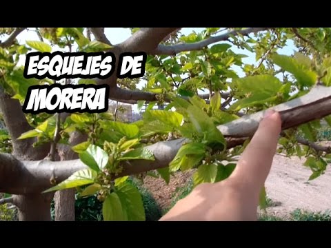 Video: ¿Qué es una morera estéril? - Consejos para el cultivo y cuidado de la morera estéril