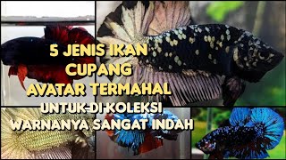 5 JENIS IKAN CUPANG AVATAR TERMAHAL BESERTA HARGANYA | UNTUK DI KOLEKSI DAN WARNANYA SANGAT INDAH !!