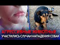 Бездомные собаки нападают на детей в разных районах Краснодара