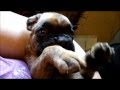 Kaco Boxers ~ Peanut the runt at 4 weeks