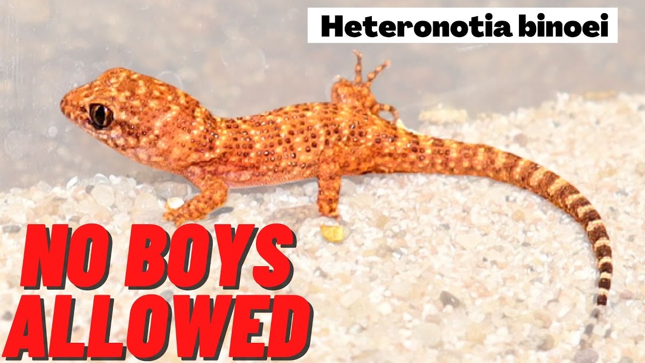 Breeding Heteronotia binoei  |  A parthenogenic gecko