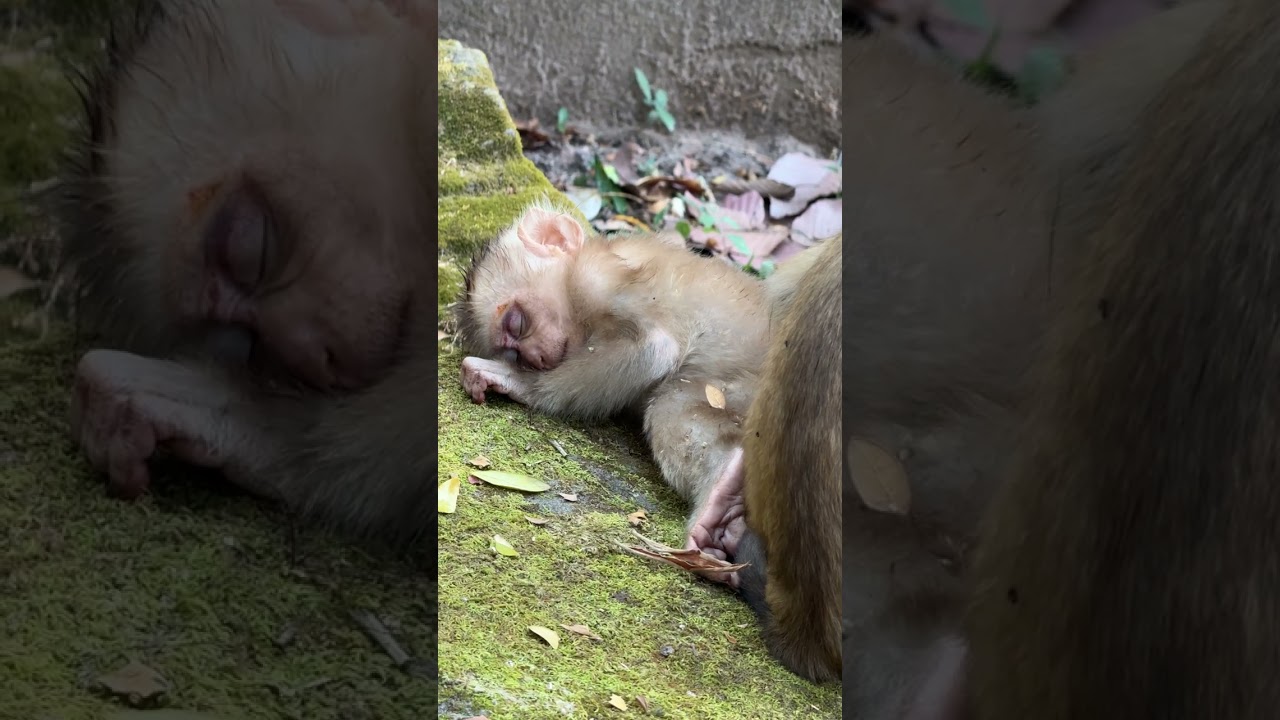 Beautiful Mom & baby Beautiful Animals Relaxing & Stress Relief