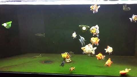 Bể Cá Vàng siêu trong + Nền rêu siêu xanh đẹp của mình. 10 like mình up clip chia sẻ kinh nghiệm