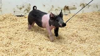 Lot #8 21-10 Crossbred Gilt sells September 22 