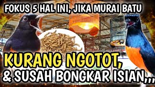 GAK MAU NGOTOT ?? MURAI BATU GAK BONGKAR ISIAN !! FOKUS 5 HAL INI, CARA MERAWAT MURAI BATU