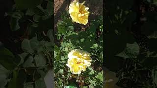 #gulabkaphool #phool #baghbani #gharkagarden # hariyali # desigardenig# garden