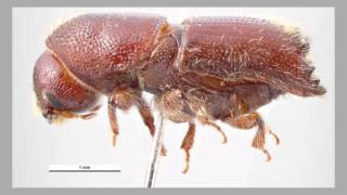 IPS Beetle