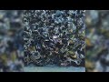 The Caretaker - Everywhere, an empty bliss [CD VERSION]