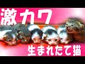 ママ猫の目を盗んで生後10日のかわいい赤ちゃん猫!【野良猫出産10日】【Cute kitten name show】