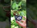 イチョウ湯吞みミニ盆栽を剪定でスッキリと #bonsai #盆栽 #nature #garden