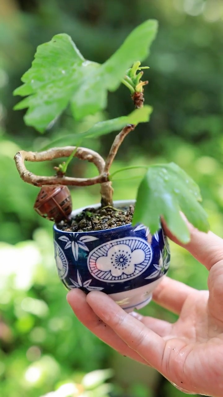 AS Channel -Bonsai,Mountain,Camera- tree for beginners - YouTube