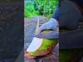 This Coconut Peeling Sound Is Addicting #asmr #coconut #cuttingasmr
