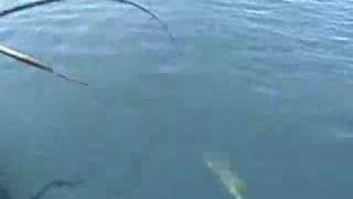 Baja fishing in san quintin. a few friends having great time catching
bonita, rock cod, ling cod and two sand bass. july 2007.