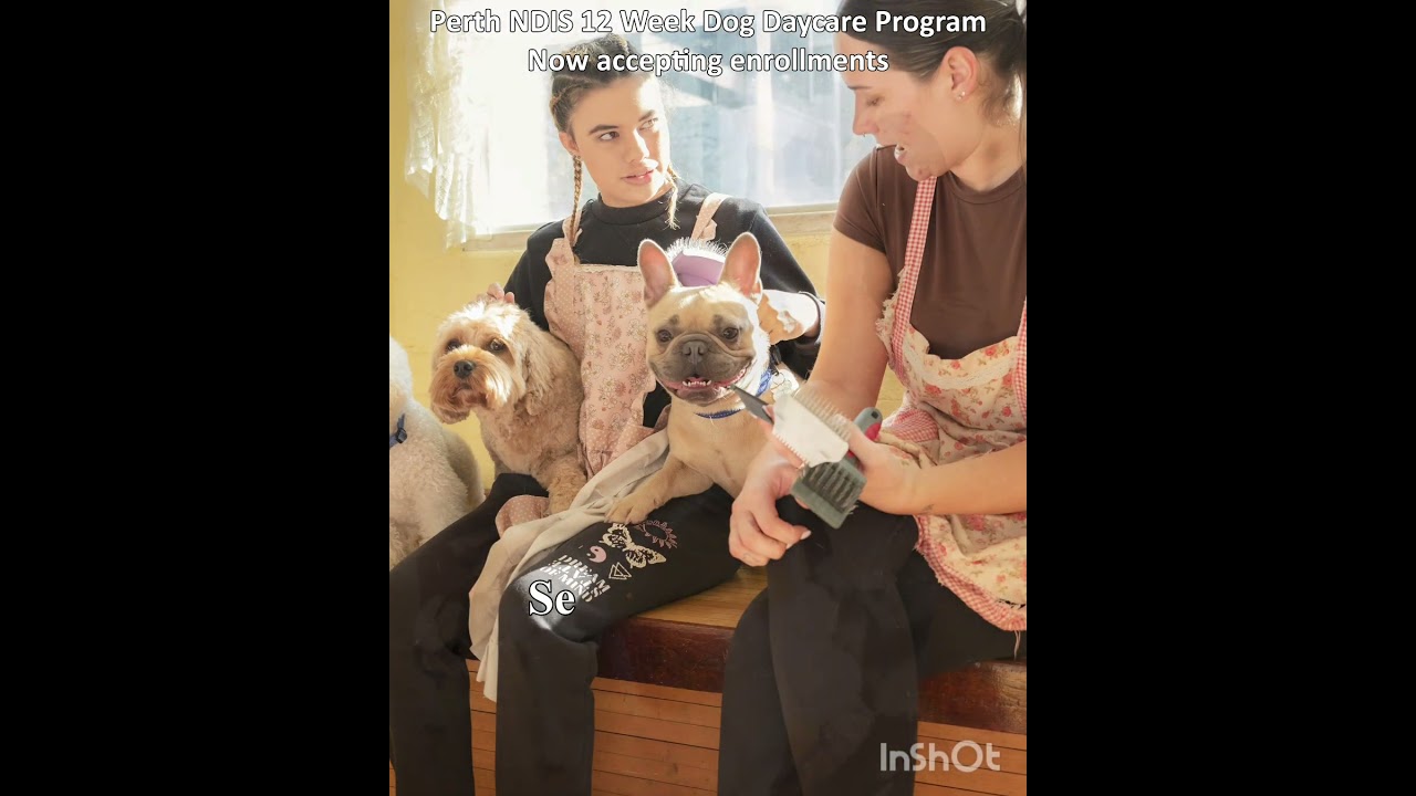 12 Week NDIS Dog Daycare Program @ Madame Ma's Doggie Daycare & Grooming, Perth, Western Australia