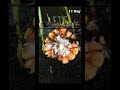 Corngrowingtimelapse   viraltimelapse viralshorts viral.s  trending