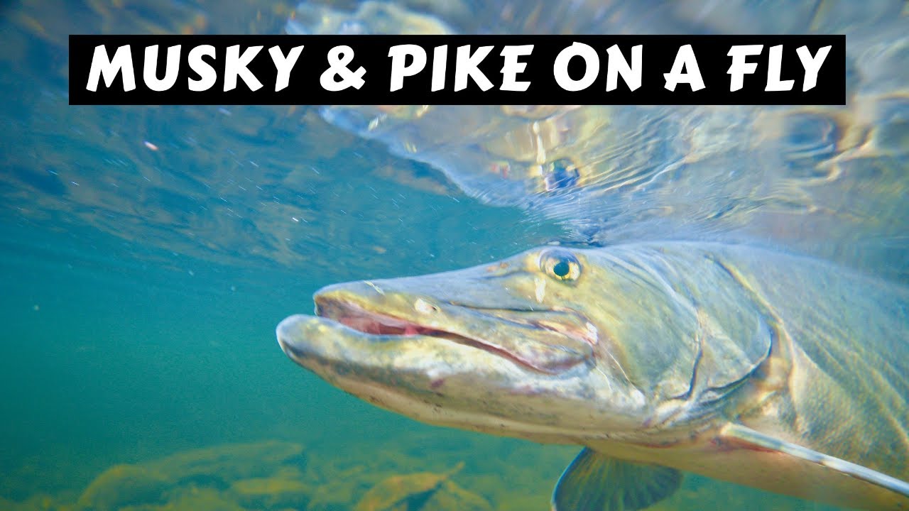 How to Catch Musky & Pike on a Fly