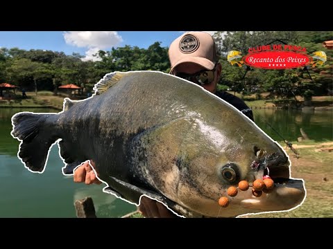 Vídeo: O Espírito Do Lago Roubou Todos Os Peixes Do Fazendeiro - Visão Alternativa