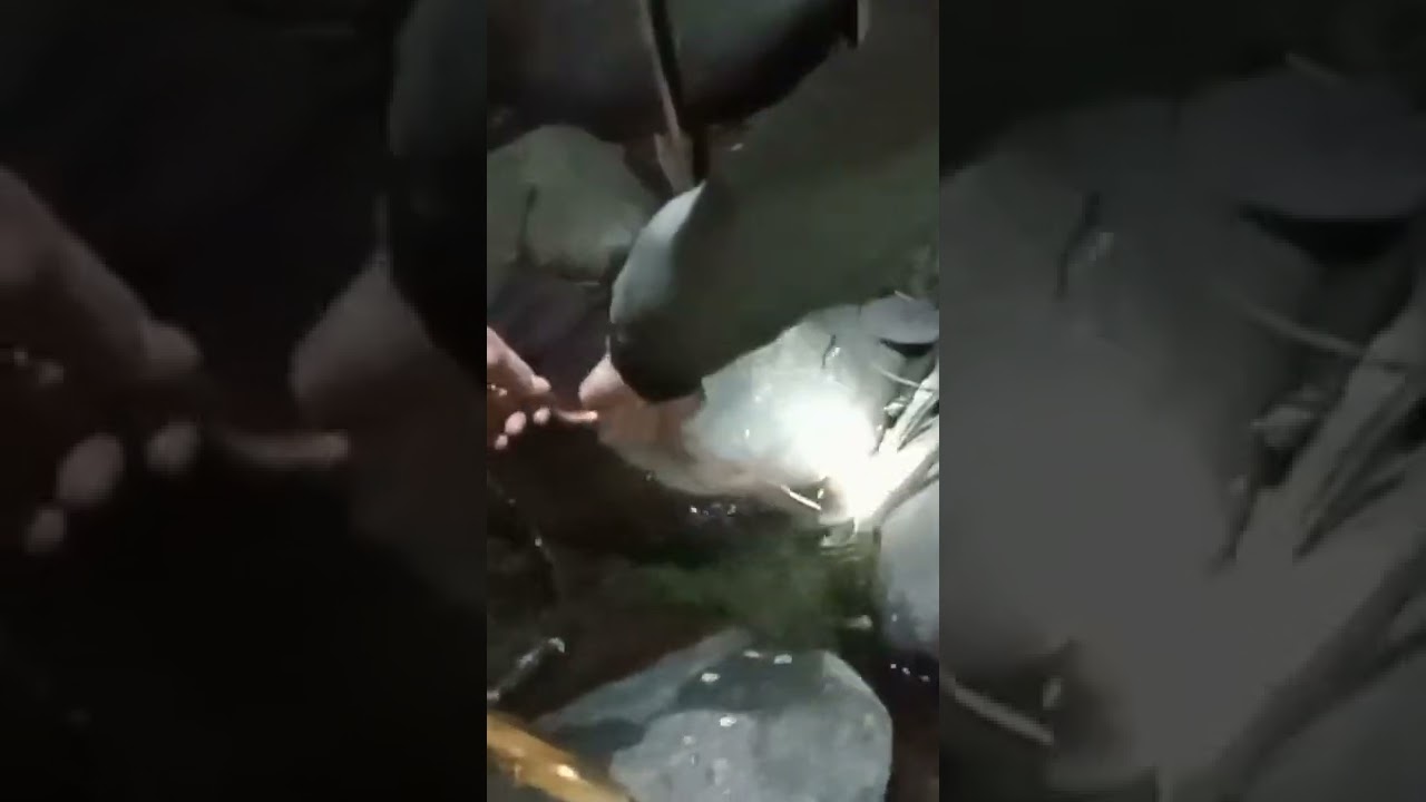 Mengerikan bungarus flaviceps besar 