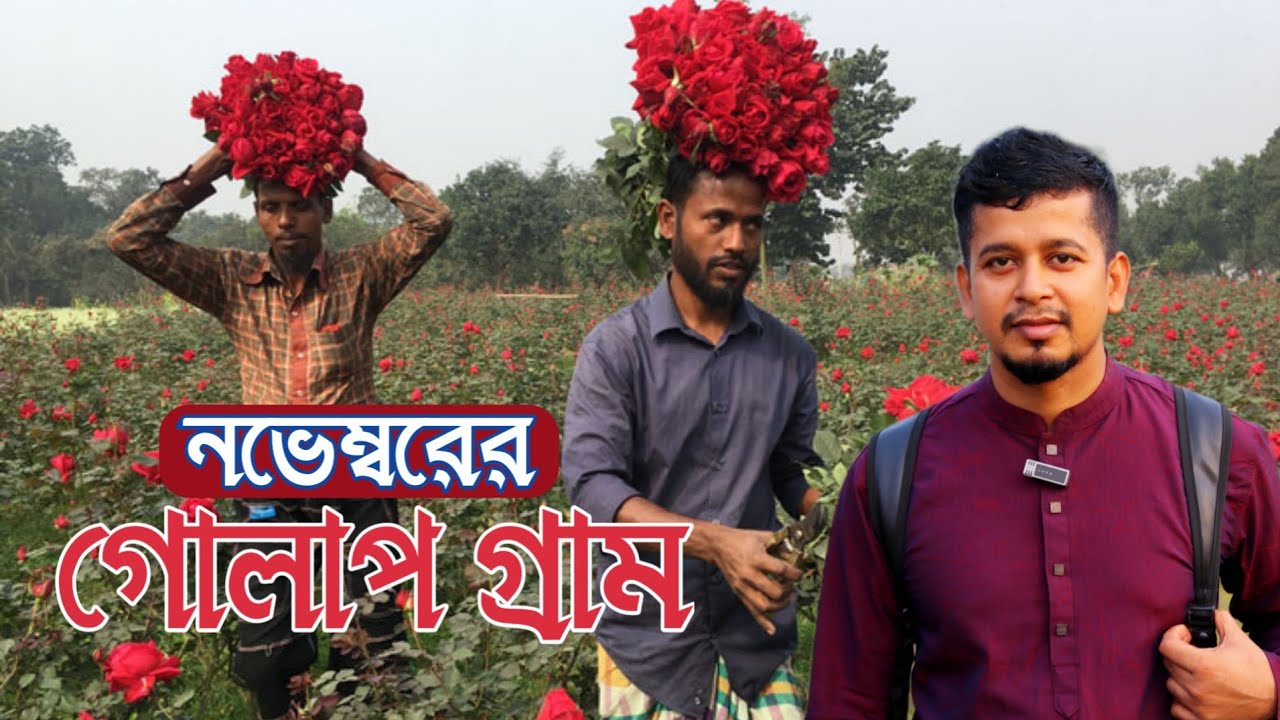 সাভারের গোলাপ গ্রাম || নভেম্বরের গোলাপ বাগান || Rose Village for Savar In November || Rose Garden 