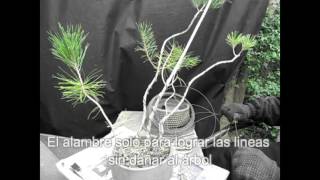 文人 - 黒松寄せ植え - kuromatsu Bunjin yose ue