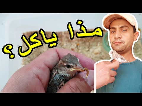 معلومات عن العصفور الدوري