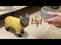 お迎えした保護猫にお座りを教えたい元犬派の夫…