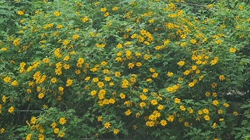 Mùa đông lạnh về cũng là lúc những bông hoa cúc dã quỳ nở vàng trên vùng đất Phù Quỳ Nghệ An