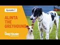 Alinta The Greyhound Needs A Family To Love Her | The Dog House Australia | Channel 10