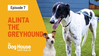 Alinta The Greyhound Needs A Family To Love Her | The Dog House Australia | Channel 10