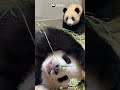 When Your Panda Pal Steals The Camera From You | iPanda #shorts #HKPanda