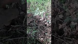 Mole Catching near Colchester