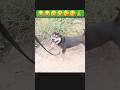 Funny clips #justforfun #funny #shorts #youtubeshorts