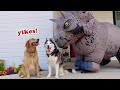 My Dogs React to Giant Dinosaur!