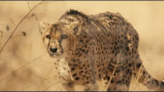 Return of the Cheetah 2nd installment: Horn of Africa Official Teaser | JETOUR