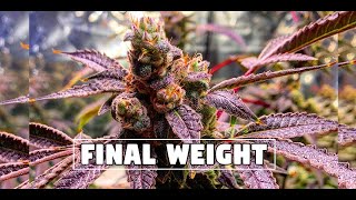 Platinum Runtz Final Harvest Weight -  How to Grow Weed from Home