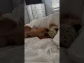 Lazy Yorkie playing with toy in bed #yorkie #puppy #dog