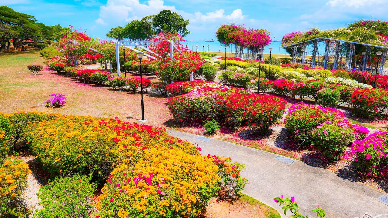 新加坡东海岸的九重葛花园 Youtube