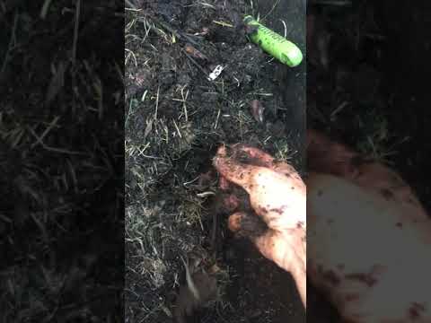 Vídeo: Vermicompostagem Morreram - Por que as minhocas de compostagem estão morrendo