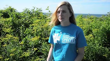 Wild parsnip: What it is and how to deal with it.