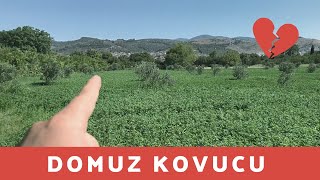 BAHÇENİZİ DOMUZLARDAN NASIL KORURSUNUZ ? | KANGAL YAVRULARI GÖZLERİNİ AÇTI |