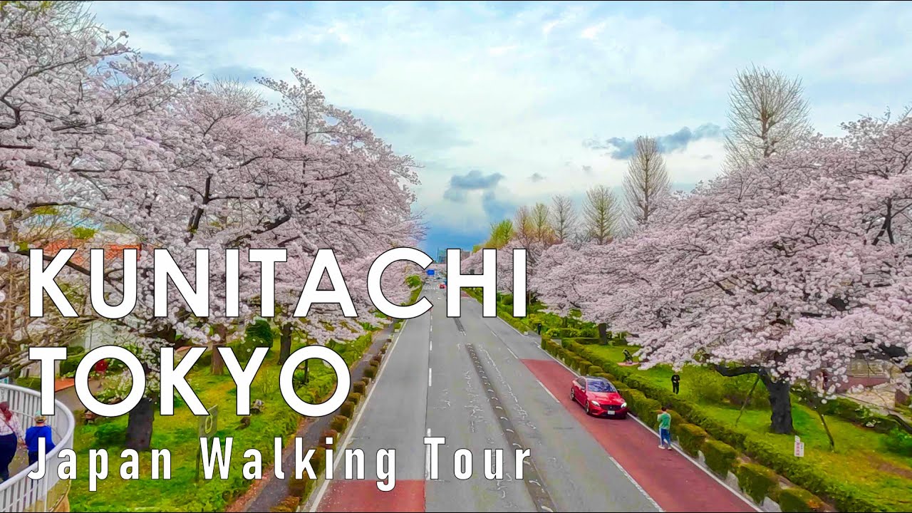Walking along Kunitachi Cherry Blossom Trees in Tokyo 4K HDR 60fps-