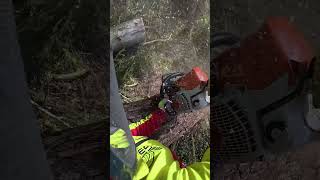 Feuerholz 🪵 🔥 #holz #chainsaw #stihl #wood #forestry #forest #forst #forstwirtschaft #stihlms462