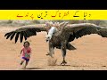 10 most deadliest dangerous birds in the world urdu      