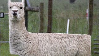 Scientific name for llama screenshot 5